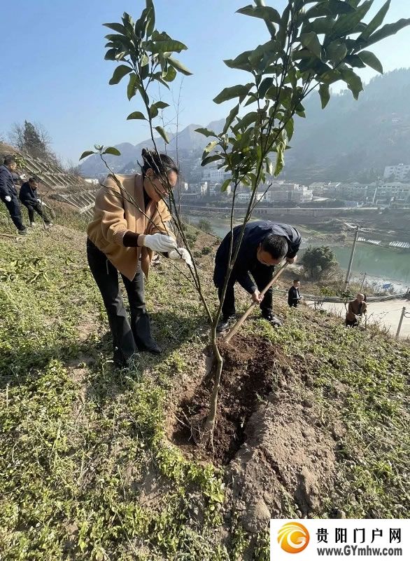“植”此青绿 不负青山 贵州各地开展义务植树活动(图2)