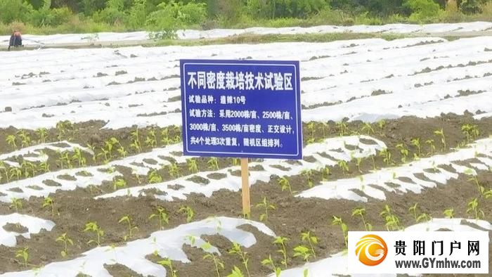 遵义新蒲：打造乡村产业新“椒”点(图6)