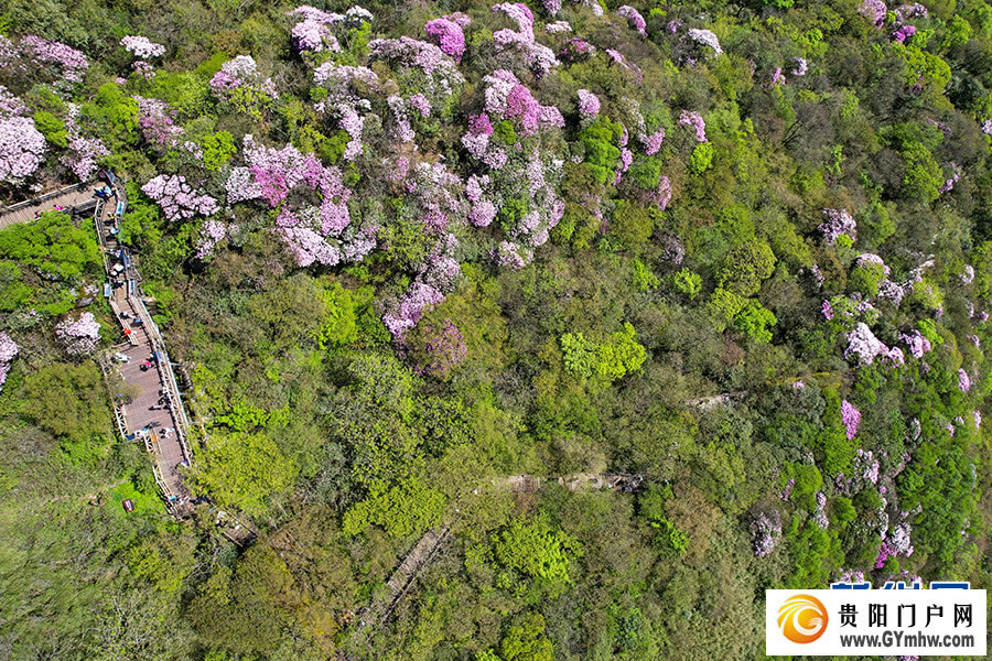 贵州梵净山:繁花似锦醉游人(图4) 贵州梵净山:繁花似锦醉游人(图4)