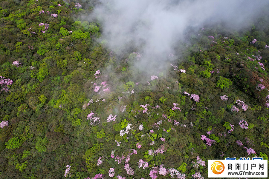贵州梵净山:繁花似锦醉游人(图5) 贵州梵净山:繁花似锦醉游人(图5)