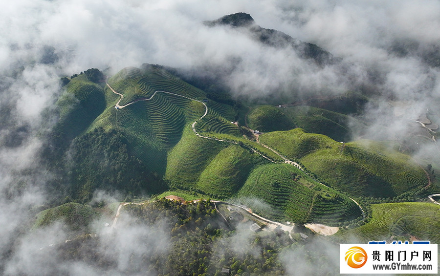 贵州丹寨:立夏时节茶园美(图3) 贵州丹寨:立夏时节茶园美(图3)
