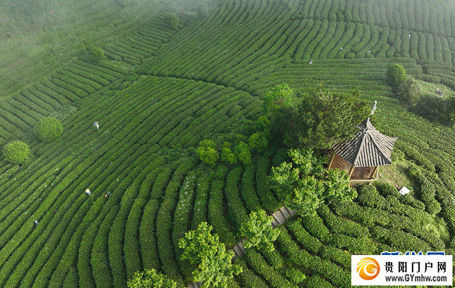 贵州丹寨:立夏时节茶园美(图4) 贵州丹寨:立夏时节茶园美(图4)