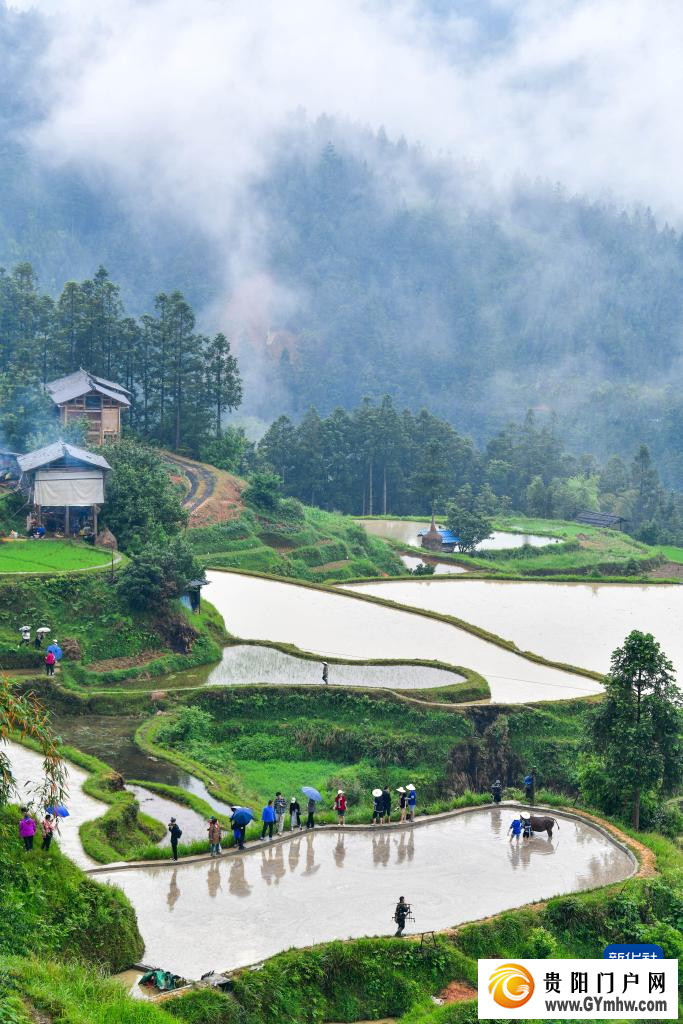 贵州黎平举办牛耕文化节(图2) 贵州黎平举办牛耕文化节(图2)