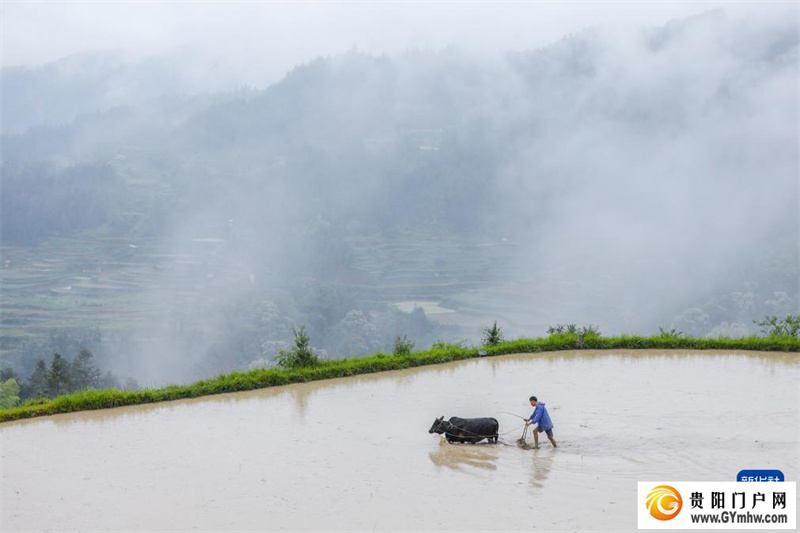 贵州黎平举办牛耕文化节(图8) 贵州黎平举办牛耕文化节(图8)