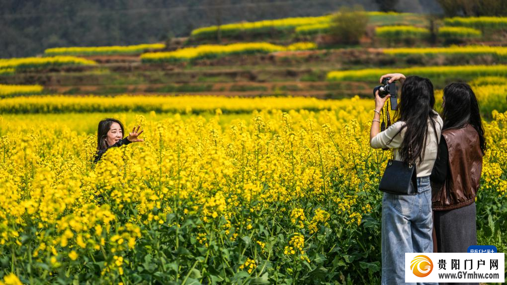 贵州:油菜花海绽春光(图5) 贵州:油菜花海绽春光(图5)