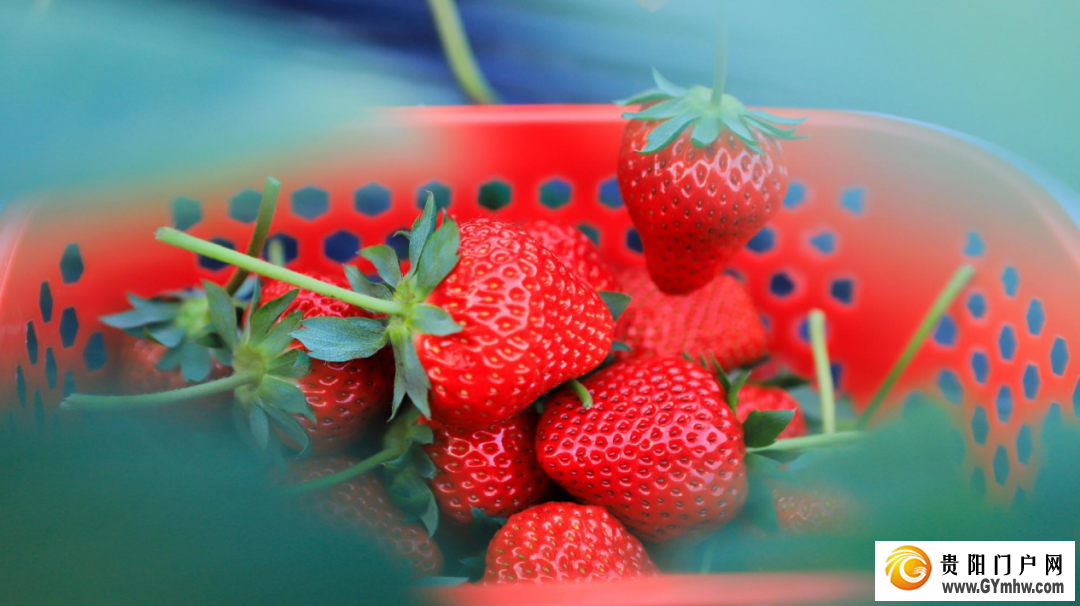 花溪《草莓园区建设规范》地方标准正式实施(图1) 花溪《草莓园区建设规范》地方标准正式实施(图1)