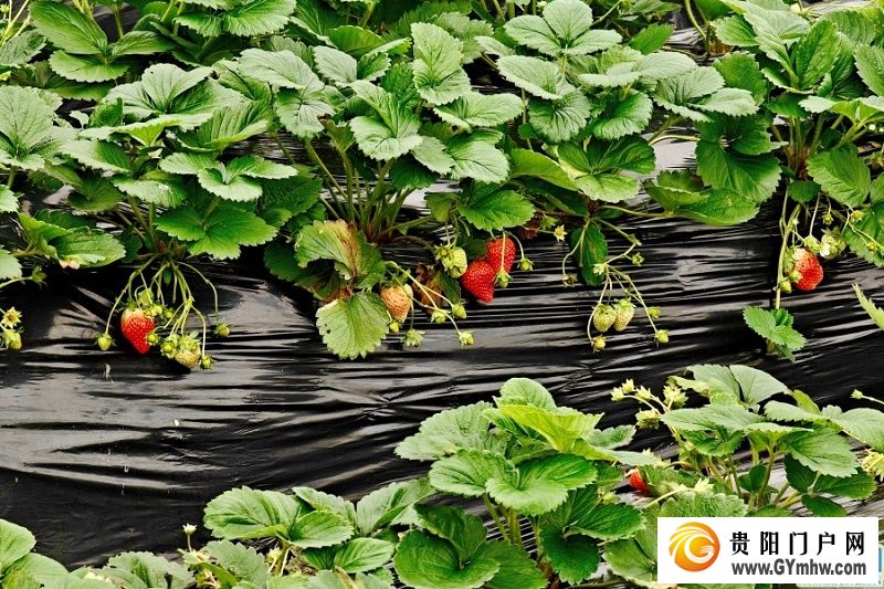 贵安湖潮乡冬季草莓月底抢“鲜”上市(图2) 贵安湖潮乡冬季草莓月底抢“鲜”上市(图2)
