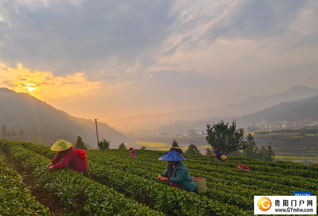 春到茶山采茶忙(图1)