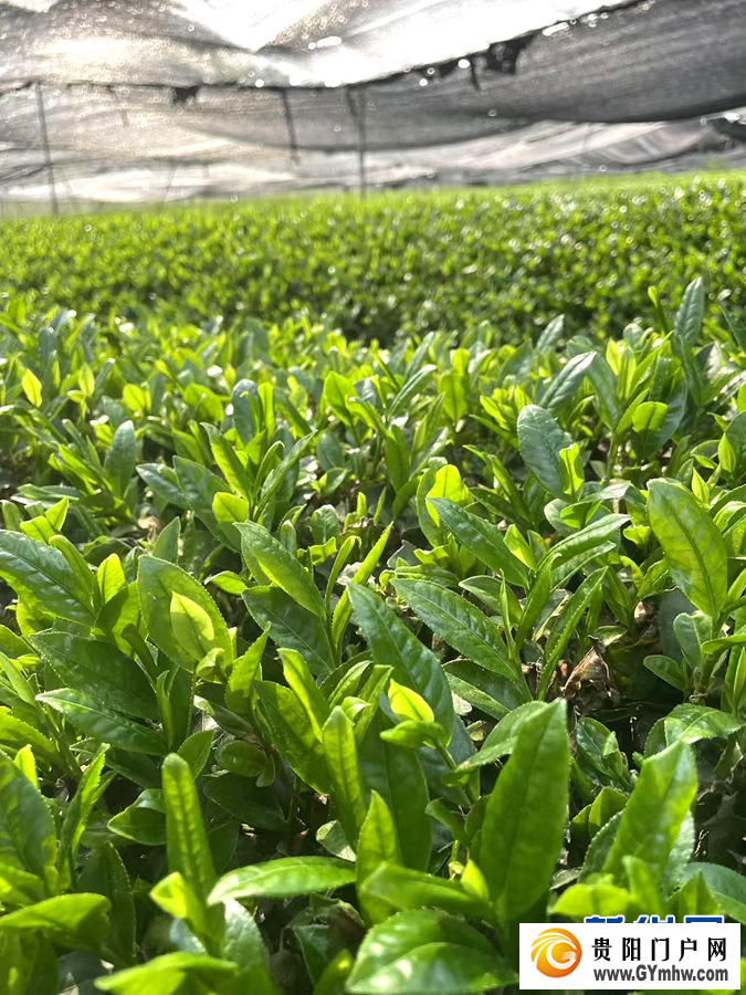 布局抹茶新赛道 安顺茶走向国际大市场(图2)