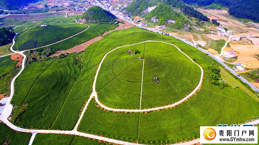 布局抹茶新赛道 安顺茶走向国际大市场(图4)